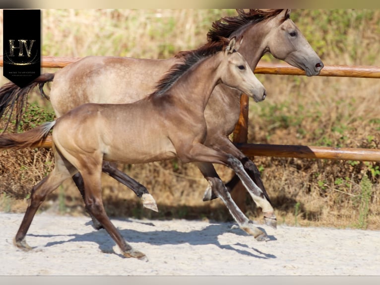 KWPN Hengst Fohlen (01/2026) Buckskin in Grury