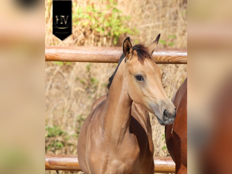 KWPN Hengst Fohlen (01/2026) Buckskin in Grury