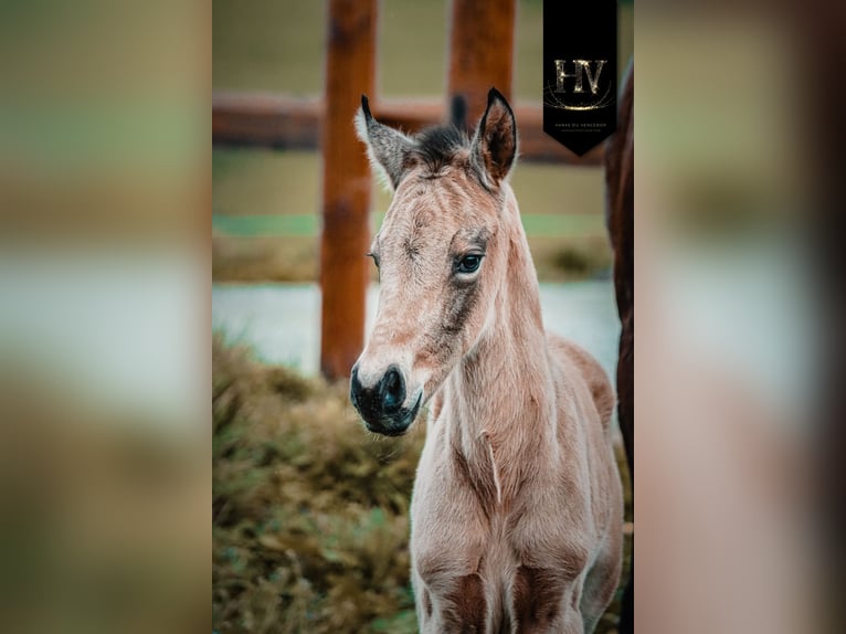 KWPN Hengst Fohlen (01/2026) Buckskin in Grury