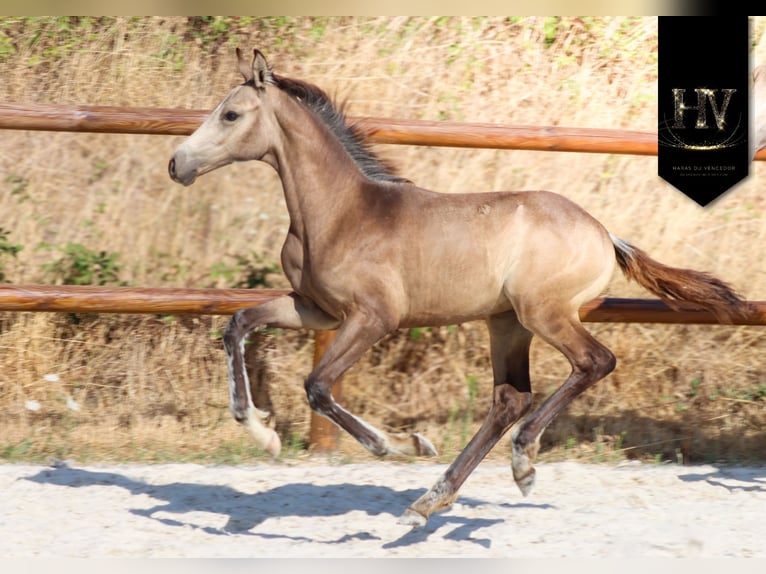 KWPN Hengst Fohlen (01/2026) Buckskin in Grury