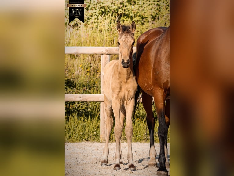 KWPN Hengst Fohlen (01/2026) Buckskin in Grury