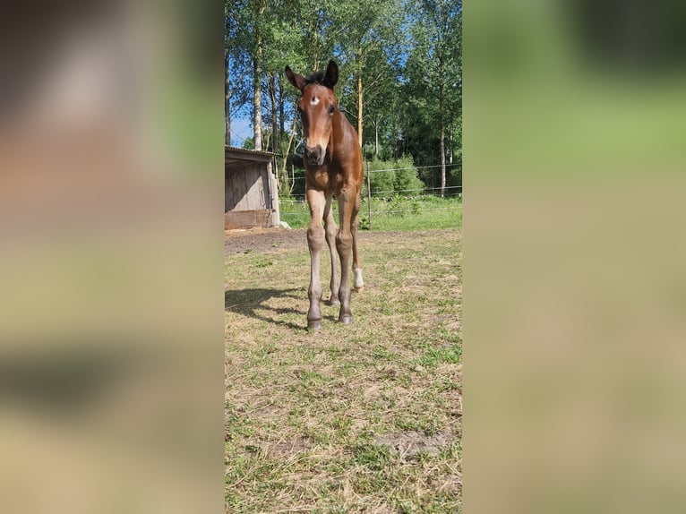 KWPN Hengst  Dunkelbrauner in Bornem
