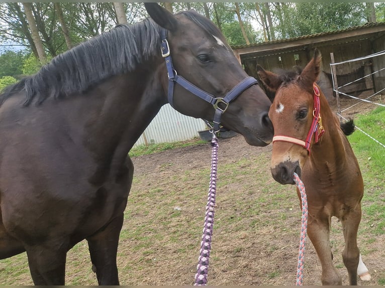 KWPN Hengst  Dunkelbrauner in Bornem
