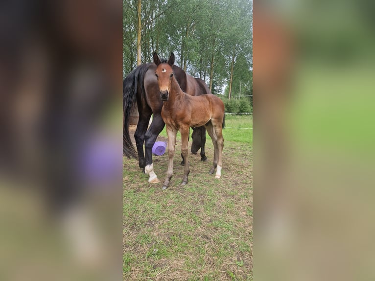 KWPN Hengst  Dunkelbrauner in Bornem