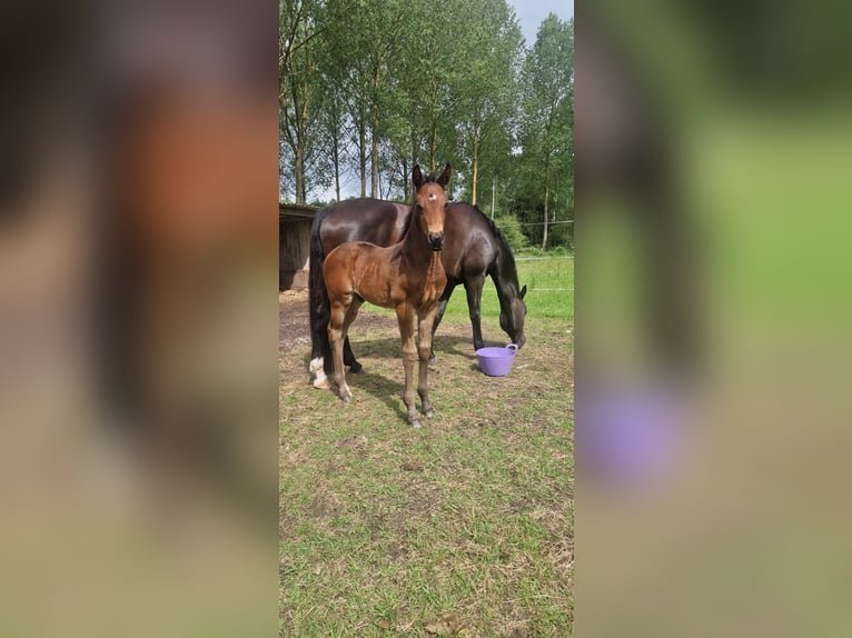 KWPN Hengst  Dunkelbrauner in Bornem