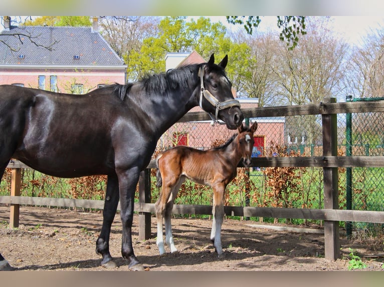 KWPN Hengst  Dunkelbrauner in Den Hout