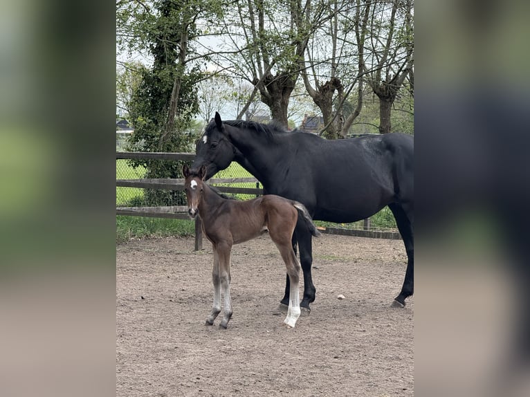 KWPN Hengst  Dunkelbrauner in Den Hout