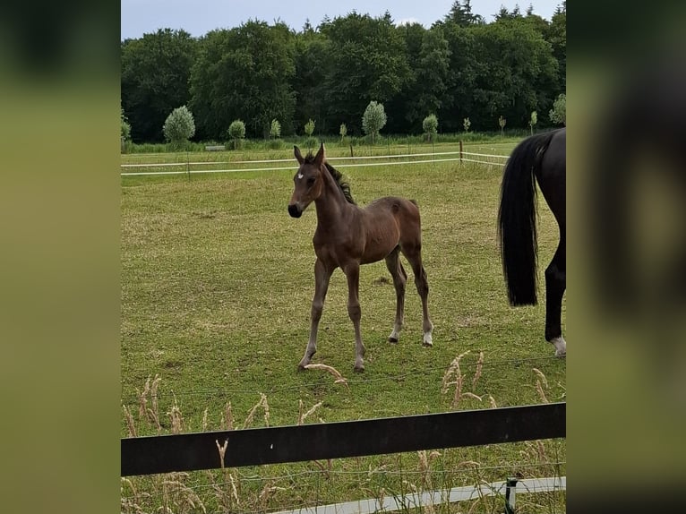 KWPN Hengst  Dunkelbrauner in Muiderberg