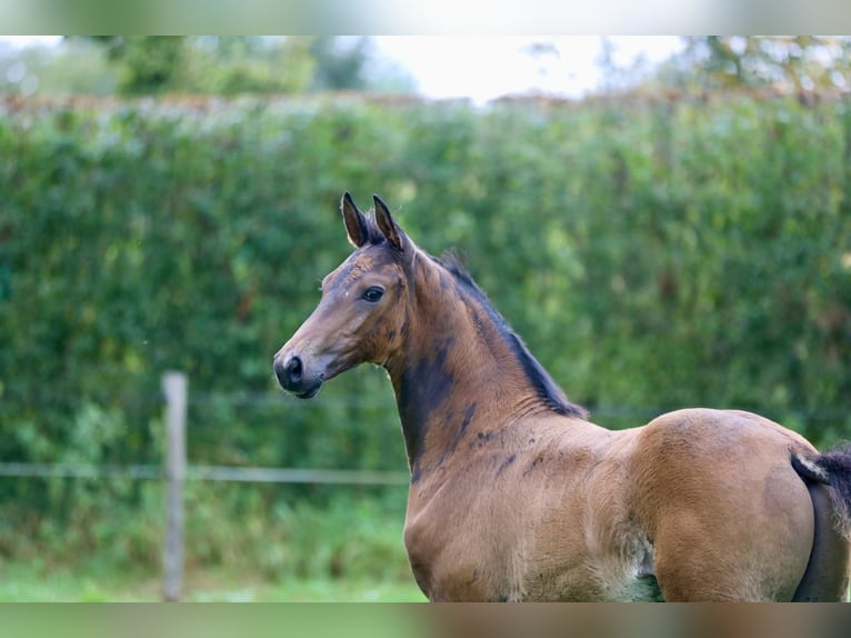 KWPN Hengst  Dunkelbrauner in Wijhe