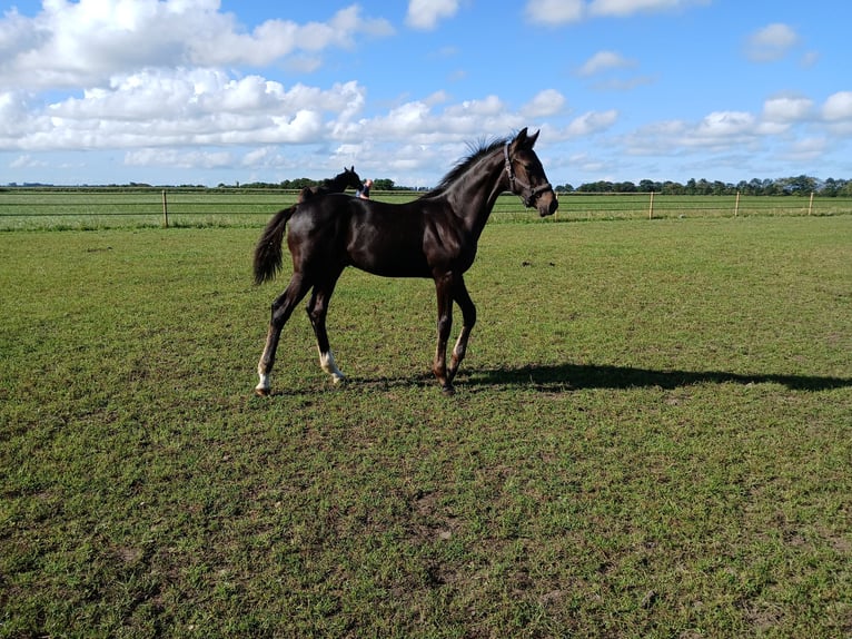 KWPN Hengst Fohlen (04/2025) Dunkelbrauner in Lunde