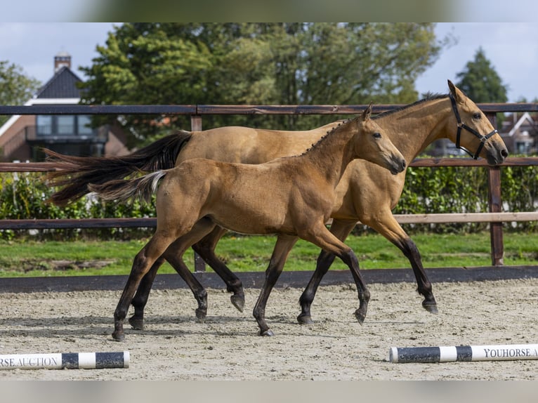 KWPN Hengst Fohlen (04/2025) Falbe in Waddinxveen