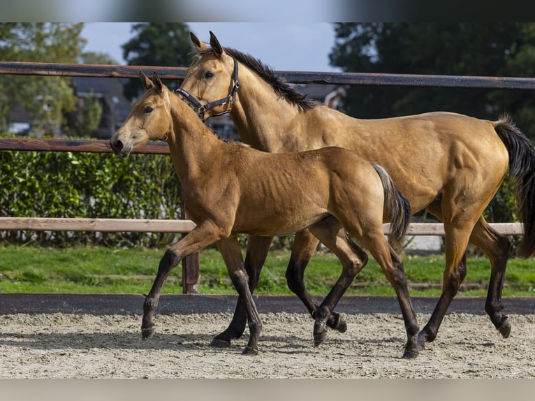KWPN Hengst Fohlen (04/2025) Falbe in Waddinxveen