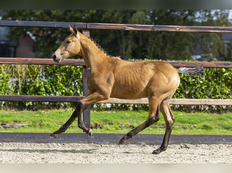 KWPN Hengst Fohlen (04/2025) Falbe in Waddinxveen