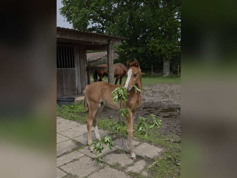 KWPN Hengst Fohlen (04/2026) Fuchs in Laar