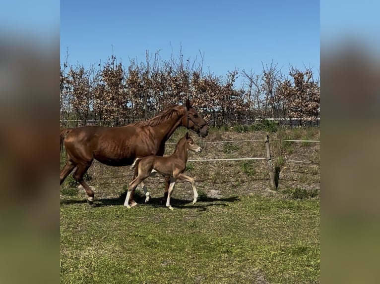 KWPN Hengst  Fuchs in Rosmalen