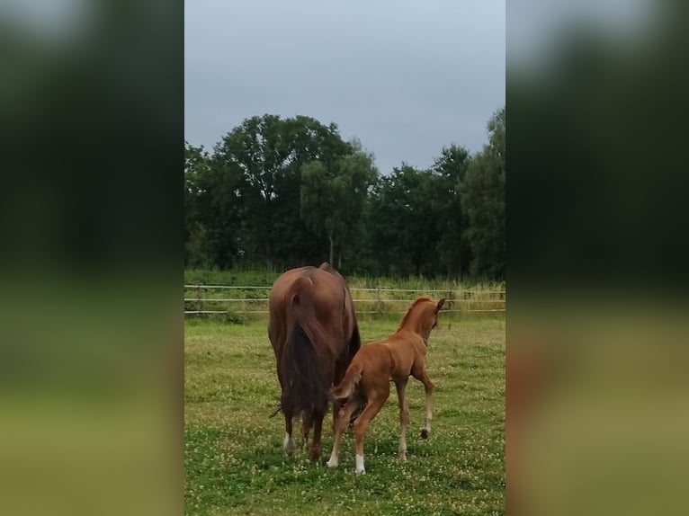 KWPN Hengst  Fuchs in Zeeland