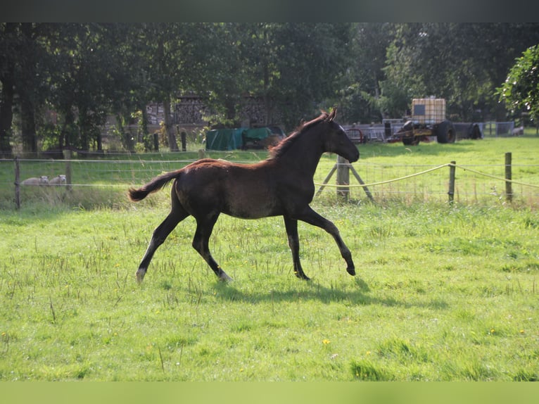 KWPN Hengst Fohlen (04/2024) Rappe in Boelenslaan