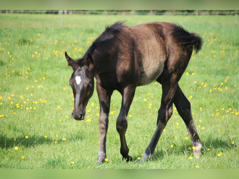 KWPN Hengst Fohlen (04/2024) Rappe in Boelenslaan