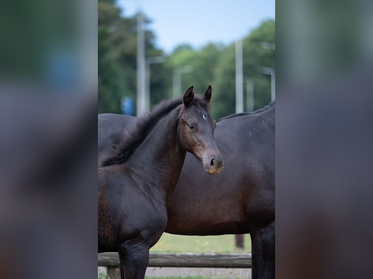 KWPN Hengst Fohlen (04/2026) Rappe in Doesburg