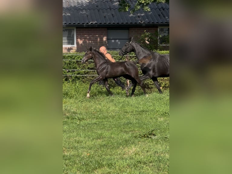 KWPN Hengst Fohlen (05/2025) Rappe in Emst