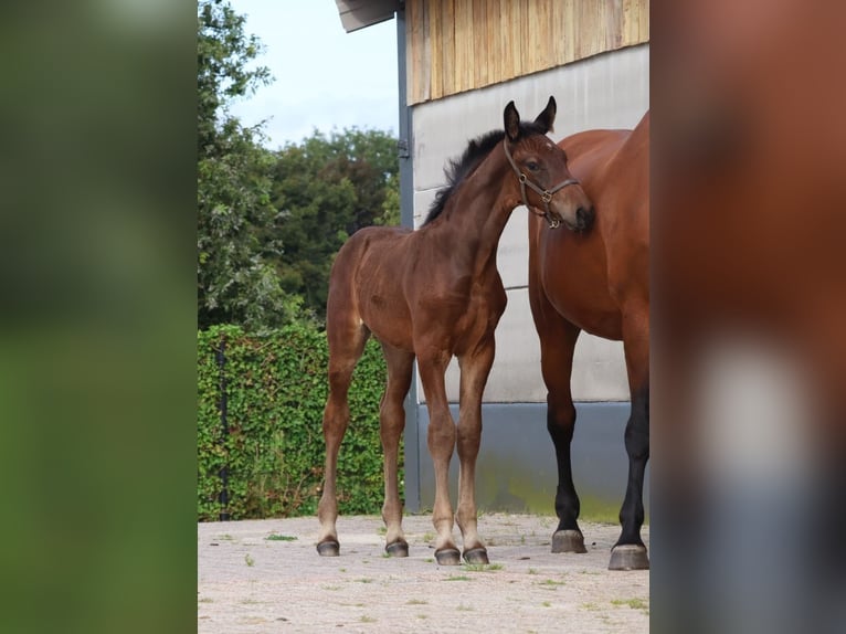 KWPN Hengst Fohlen (06/2024) Rappe in GROTE-BROGEL