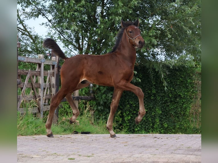 KWPN Hengst Fohlen (06/2024) Rappe in GROTE-BROGEL