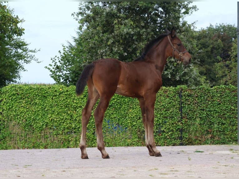 KWPN Hengst Fohlen (06/2024) Rappe in GROTE-BROGEL