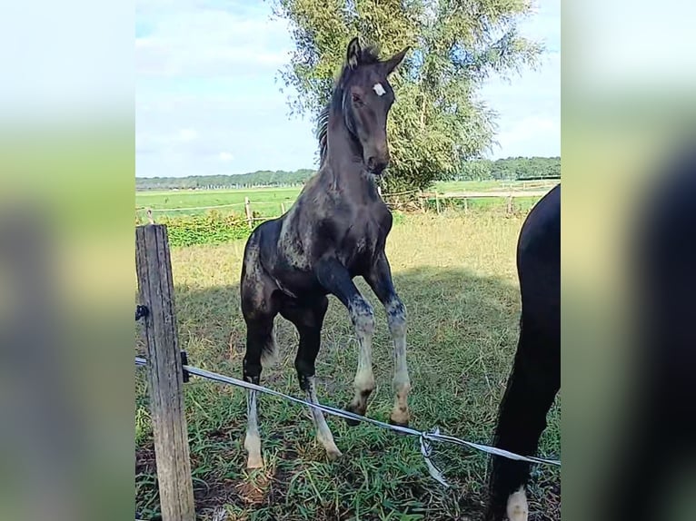 KWPN Hengst Fohlen (05/2026) Rappe in Leerdam