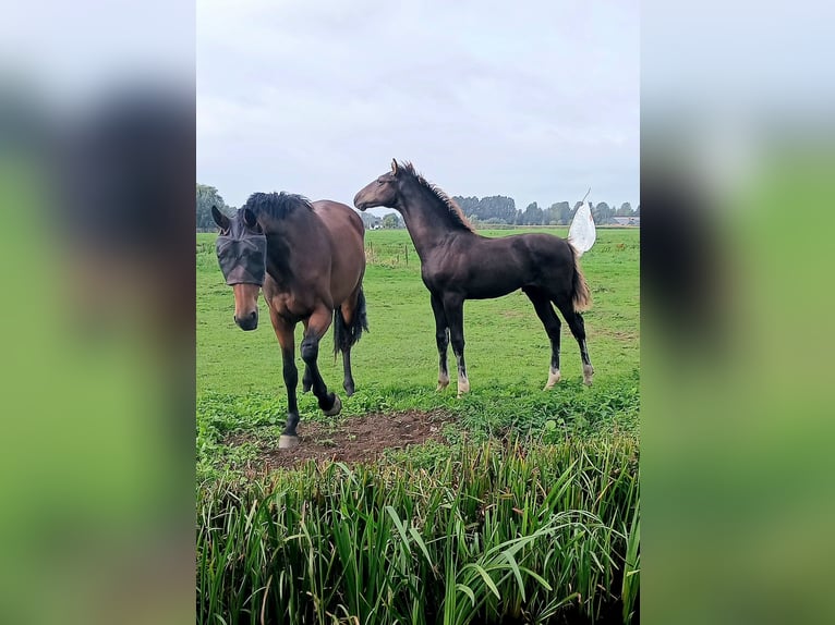 KWPN Hengst Fohlen (05/2026) Rappe in Leerdam