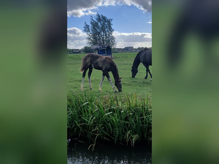KWPN Hengst Fohlen (05/2026) Rappe in Leerdam