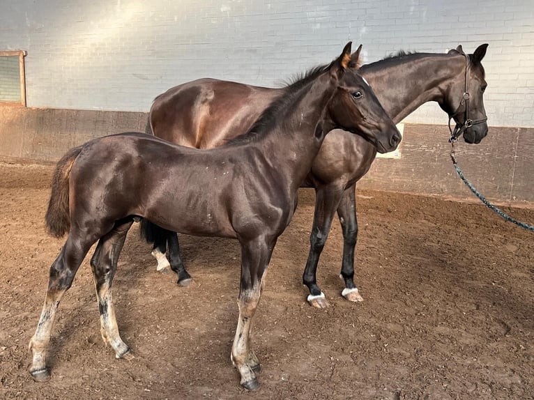 KWPN Hengst Fohlen (06/2024) Rappe in Markelo