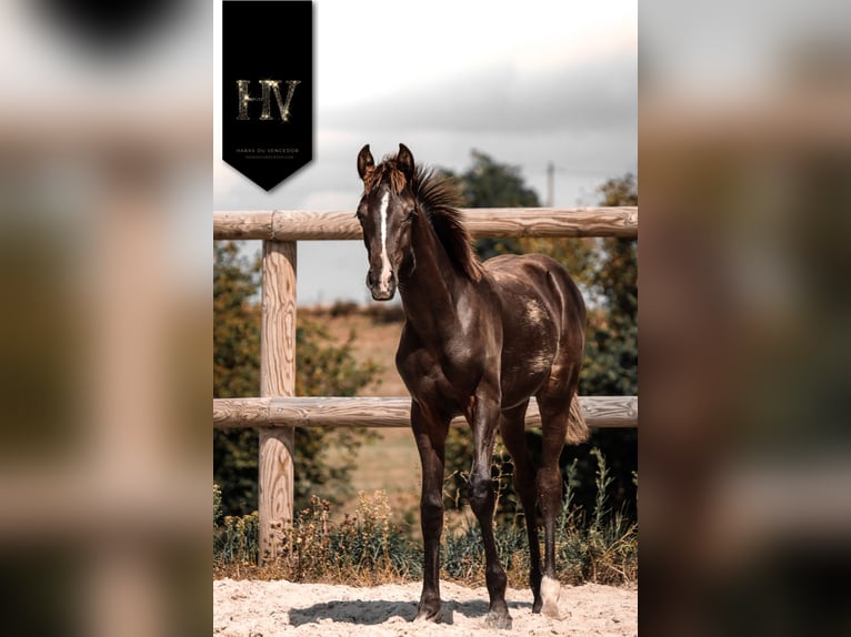 KWPN Hengst Fohlen (01/2025) Rappe in Marly-sous-Issy