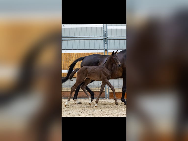 KWPN Hengst Fohlen (04/2024) Rappe in Oldebroek