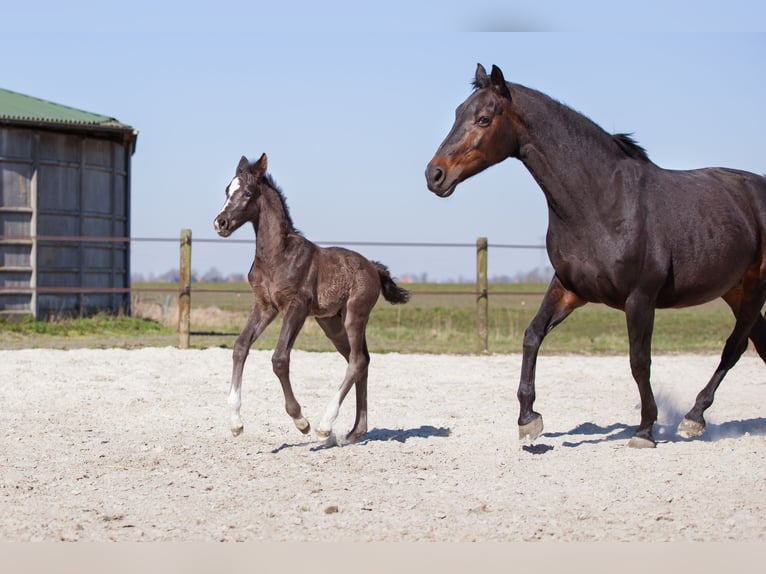 KWPN Hengst  Rappe in Sneek