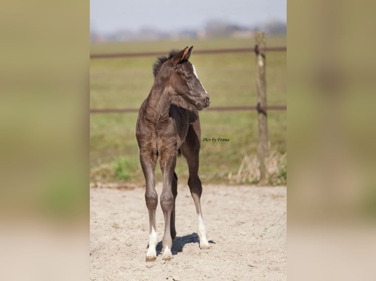 KWPN Hengst  Rappe in Sneek