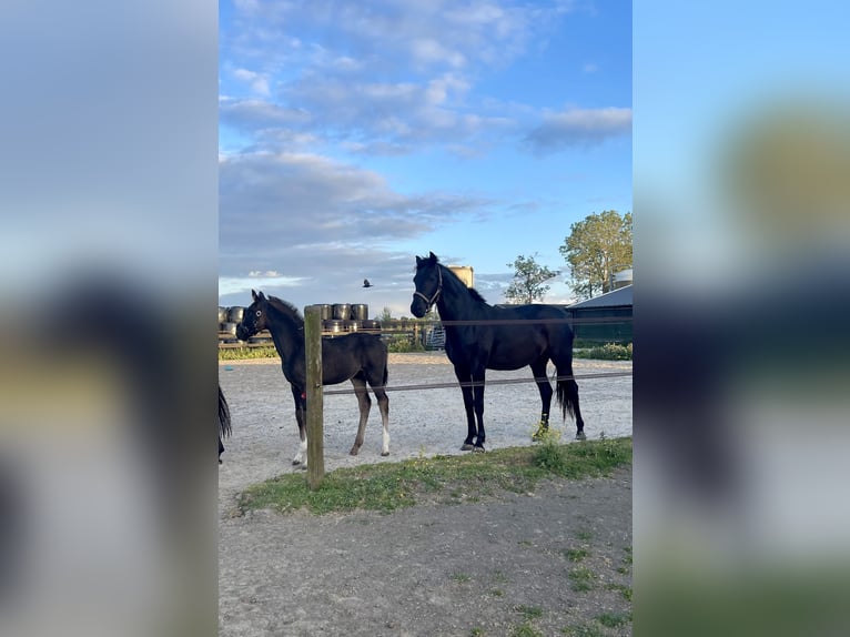 KWPN Hengst  Rappe in Sneek