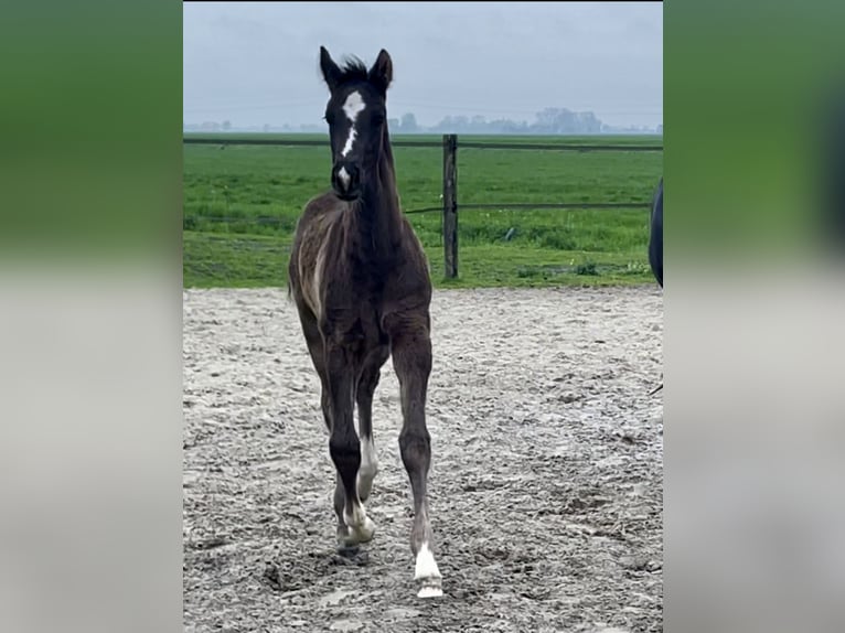 KWPN Hengst  Rappe in Sneek