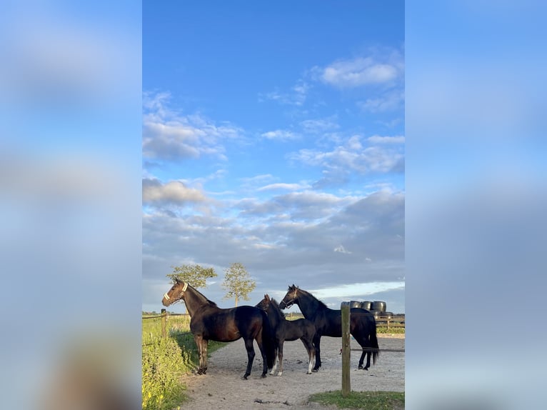 KWPN Hengst  Rappe in Sneek