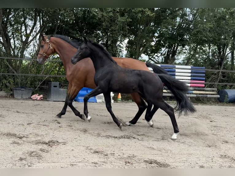 KWPN Hengst  Rappe in collendoorn