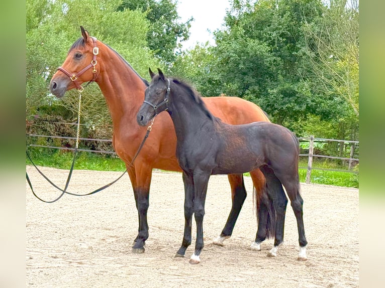 KWPN Hengst  Rappe in collendoorn