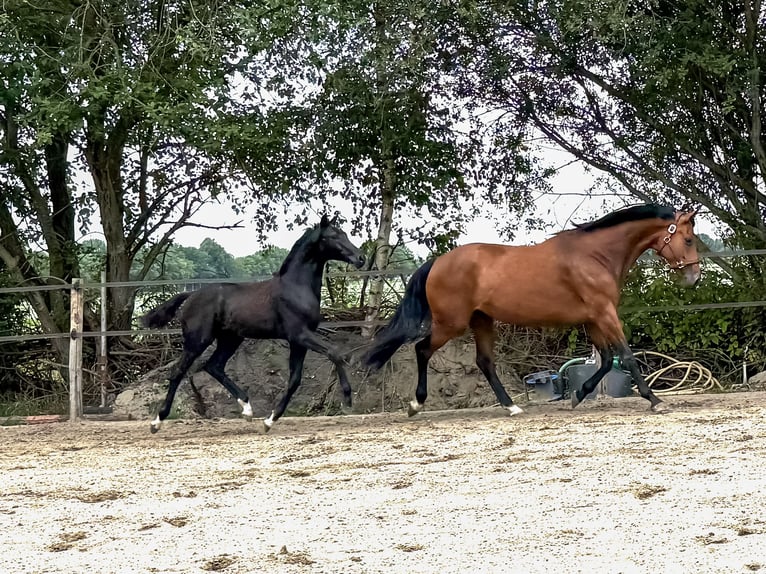 KWPN Hengst  Rappe in collendoorn