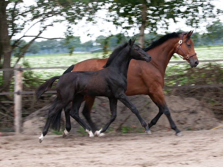 KWPN Hengst  Rappe in collendoorn