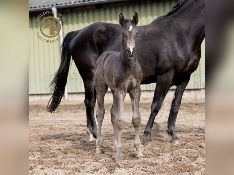 KWPN Hengst Fohlen (03/2024) Rappe in Lith