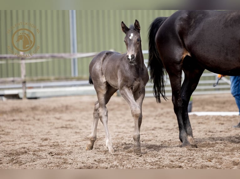 KWPN Hengst Fohlen (03/2024) Rappe in Lith