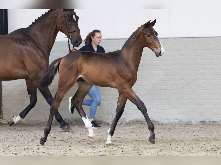 KWPN Hengst  Rotbrauner in Heerde