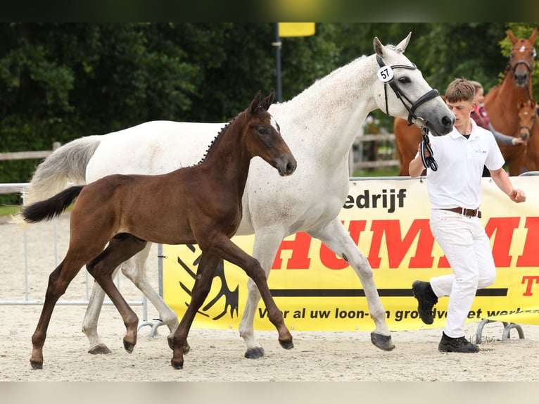 KWPN Hengst Fohlen (05/2024) Schimmel in Oostwold