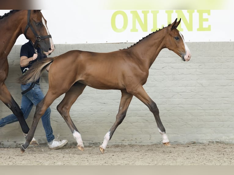 KWPN Hengst  in Heerde