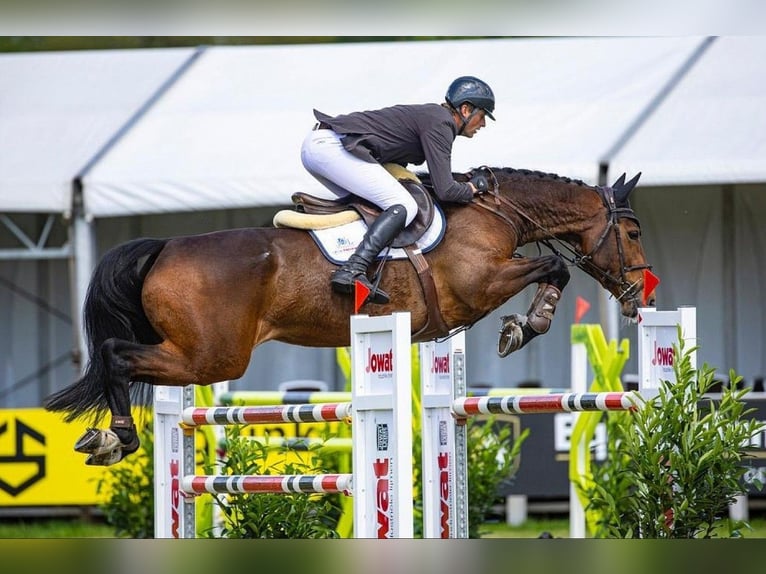 KWPN Hengst Fohlen (01/2026)  in Zalasewo