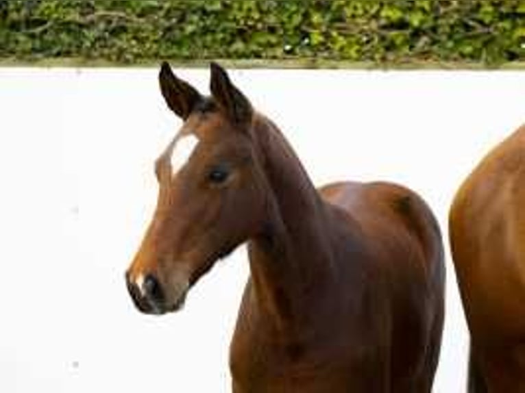 KWPN Hengst  165 cm Bruin in Waddinxveen