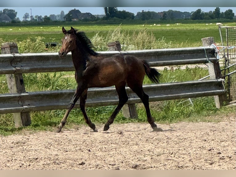 KWPN Hengst Veulen (04/2026) 165 cm Donkerbruin in Rinsumageast